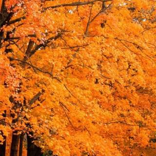 iPhone forest autumn wallpaper