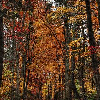 iPhone forest autumn wallpaper