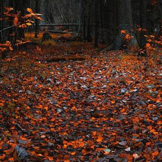 iPhone forest autumn wallpaper