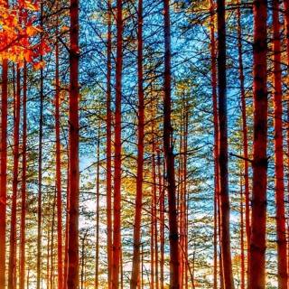 iPhone forest autumn wallpaper