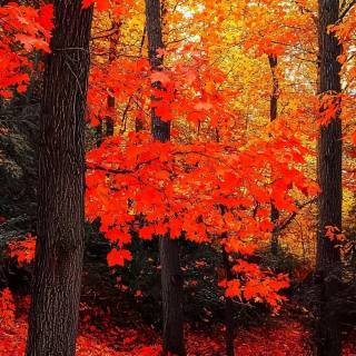 iPhone forest autumn wallpaper