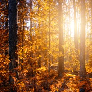 iPhone forest autumn wallpaper