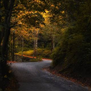 iPhone forest autumn wallpaper