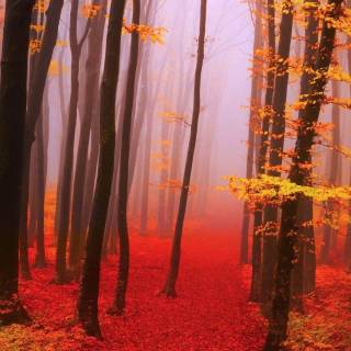 iPhone forest autumn wallpaper
