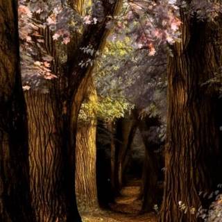 iPhone forest autumn wallpaper