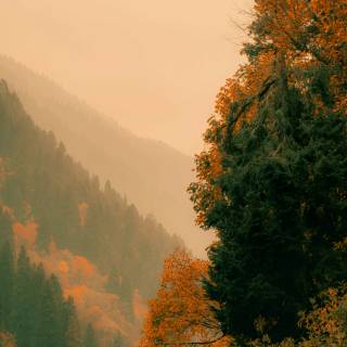 iPhone forest autumn wallpaper