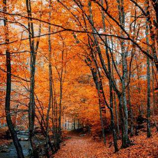 iPhone forest autumn wallpaper