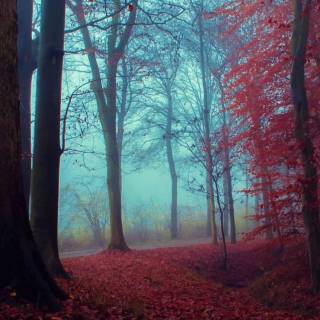 iPhone forest autumn wallpaper