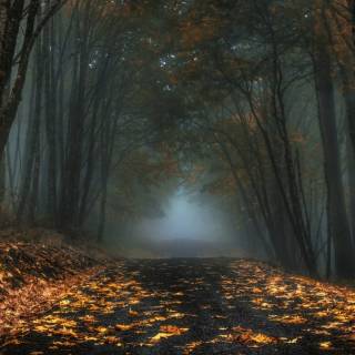 Foggy autumn road wallpaper