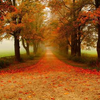 Foggy autumn road wallpaper