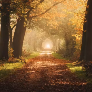 Foggy autumn road wallpaper