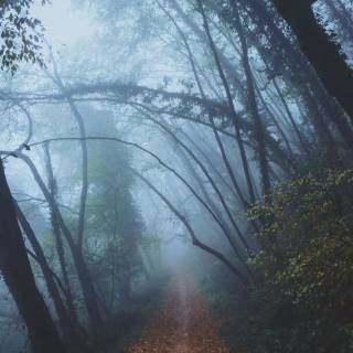 Foggy autumn road wallpaper