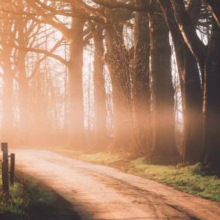 Foggy autumn road wallpaper