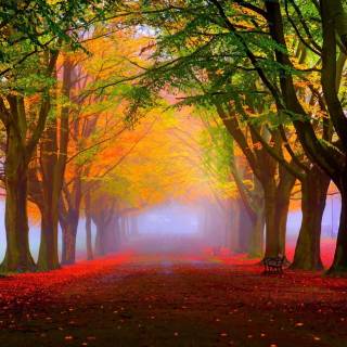 Foggy autumn road wallpaper