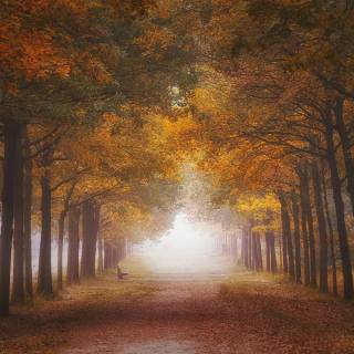 Foggy autumn road wallpaper