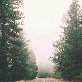 Foggy autumn road wallpaper