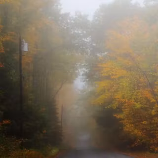 Foggy autumn road wallpaper