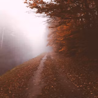 Foggy autumn road wallpaper