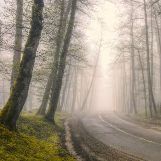Foggy autumn road wallpaper