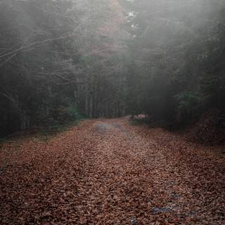 Foggy autumn road wallpaper