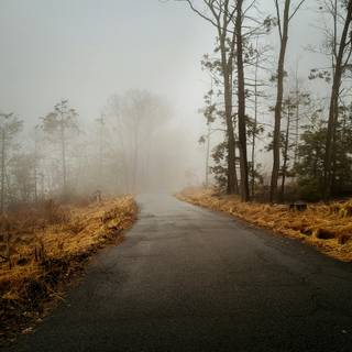 Foggy autumn road wallpaper