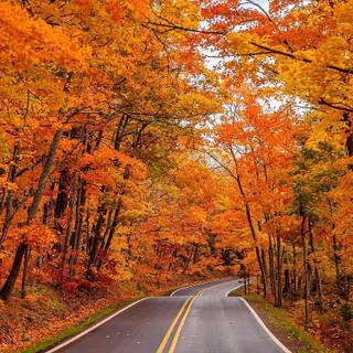 Foggy autumn road wallpaper