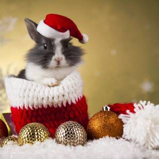Rabbit Christmas wallpaper