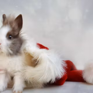 Rabbit Christmas wallpaper