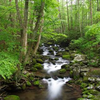 Great Smoky Mountains wallpaper