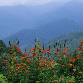 Great Smoky Mountains wallpaper
