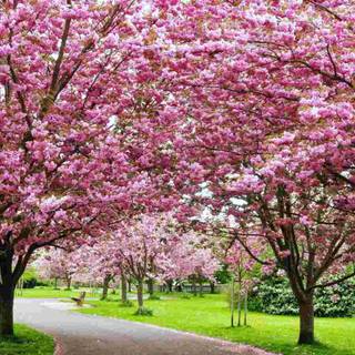 Pink flower tree wallpaper
