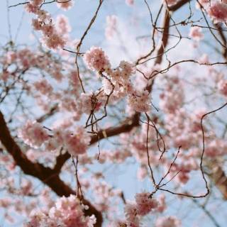 Pink flower tree wallpaper