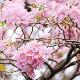 Pink flower tree wallpaper