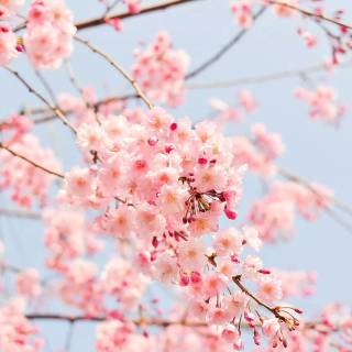 Pink flower tree wallpaper