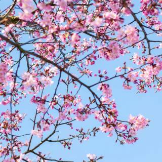 Pink flower tree wallpaper
