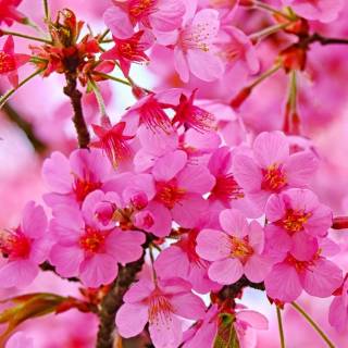 Pink flower tree wallpaper