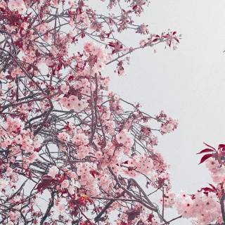 Pink flower tree wallpaper