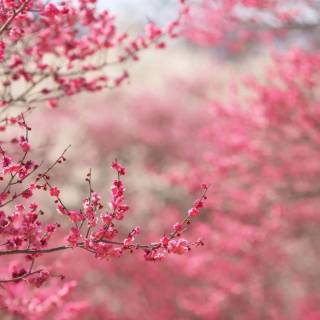 Pink flower tree wallpaper