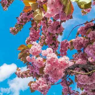 Pink flower tree wallpaper