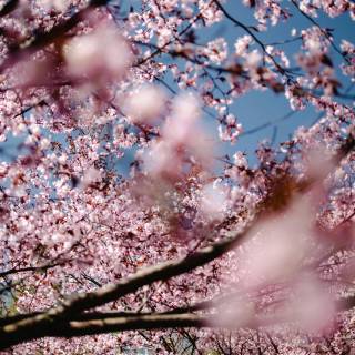 Pink flower tree wallpaper
