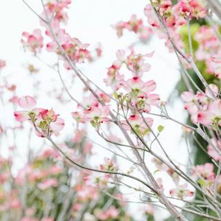 Pink flower tree wallpaper