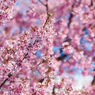 Pink flower tree wallpaper