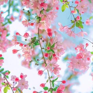 Pink flower tree wallpaper