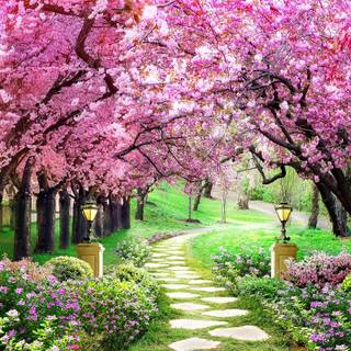 Pink flower tree wallpaper