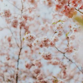 Pink flower tree wallpaper