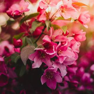 Pink flower tree wallpaper