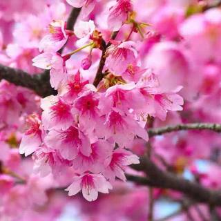 Pink flower tree wallpaper