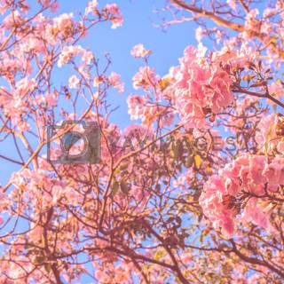 Pink flower tree wallpaper