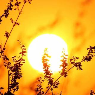 Sunshine phone wallpaper