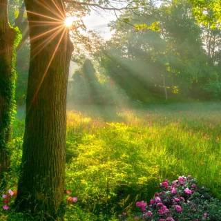 Sunshine phone wallpaper